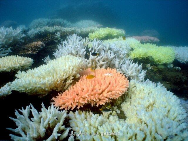 چرا مرجان های زیبای استرالیا رنگ می بازند؟