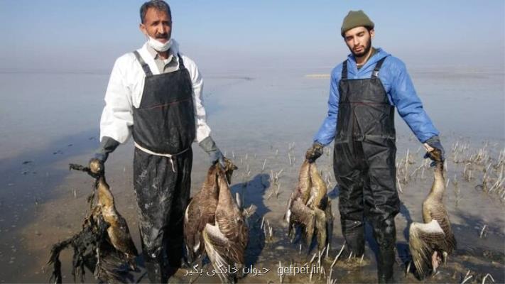 جمع آوری 1100 لاشه پرنده مبتلا به آنفلوآنزا از میقان