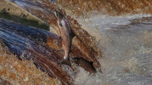 خطر انقراض در كمین گونه های ماهیان آب شیرین در جهان